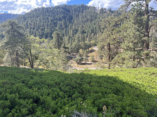 A view from the nature hike the students went on in the San Gabriel mountains.