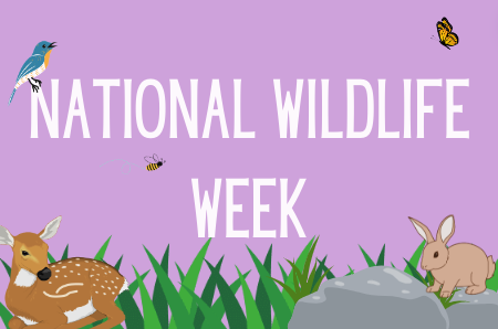 National Wildlife week offers the chance to learn more about the animals native to North America, their habitats, and how to help them thrive.