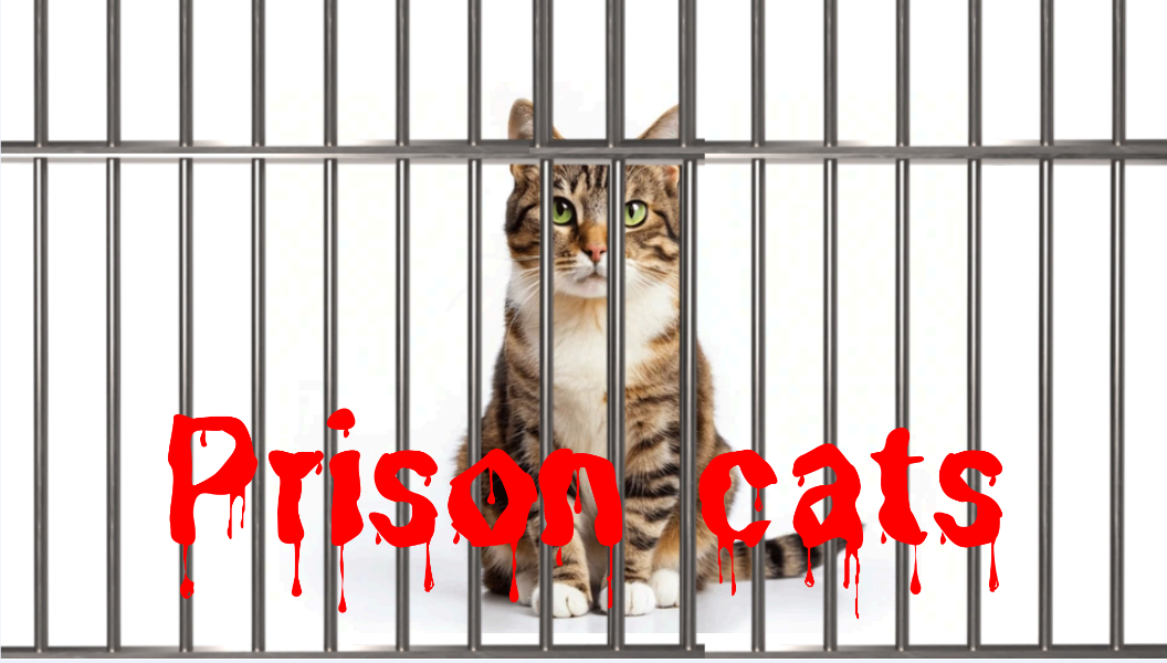 cat behind bars