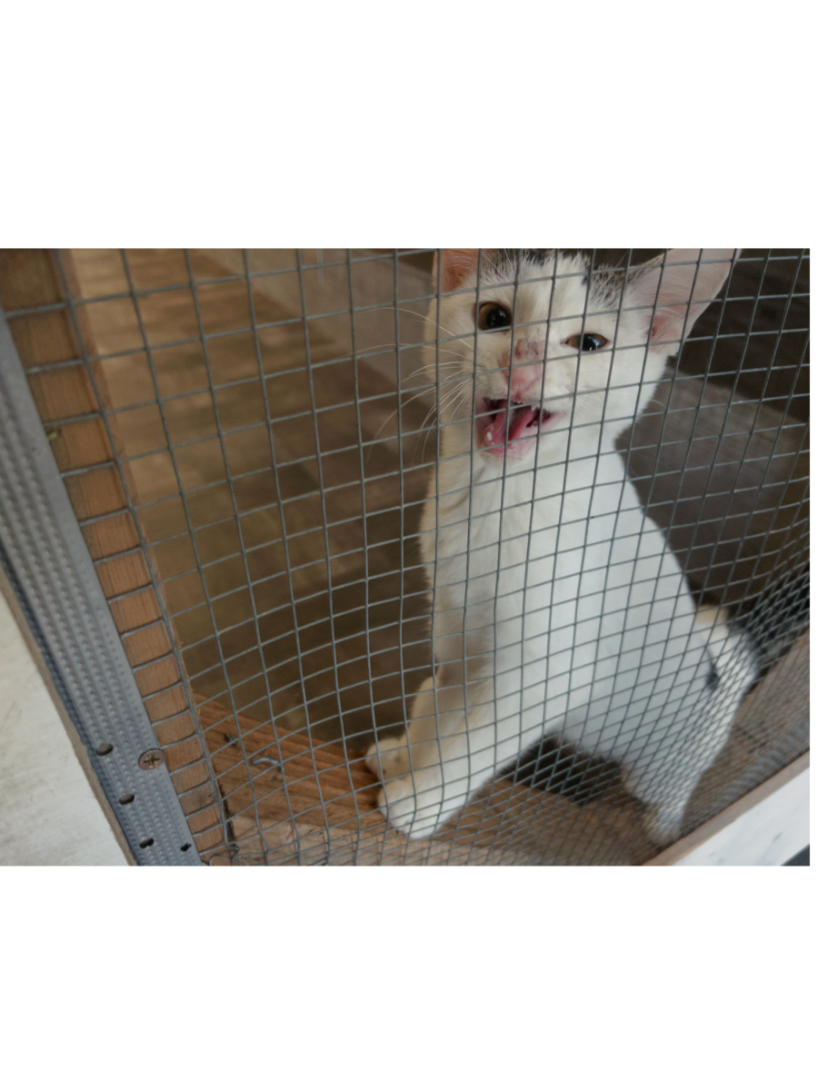 A white cat stares curiously into the camera mid yawn.